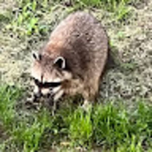 Meet your Posher, Eli